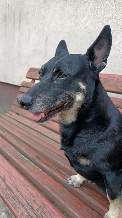 Zaginął pies Naguszewo Rumian Rybno