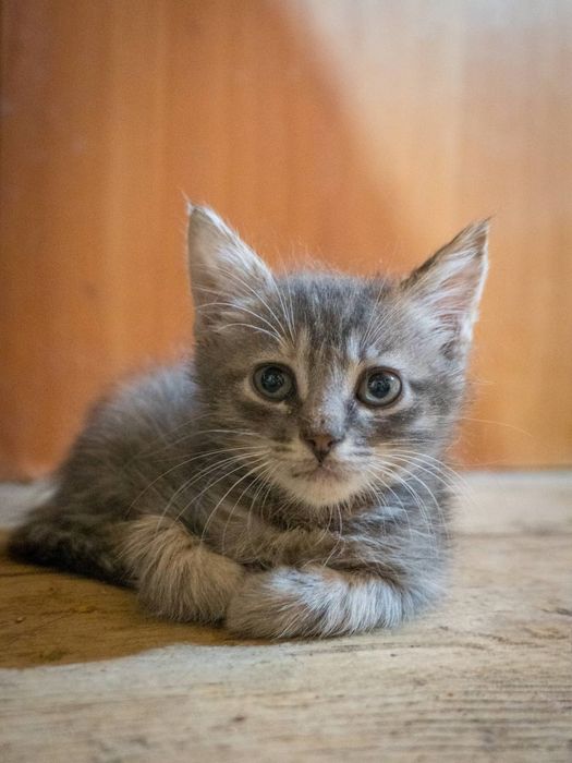 Отдам даром в добрые руки котят