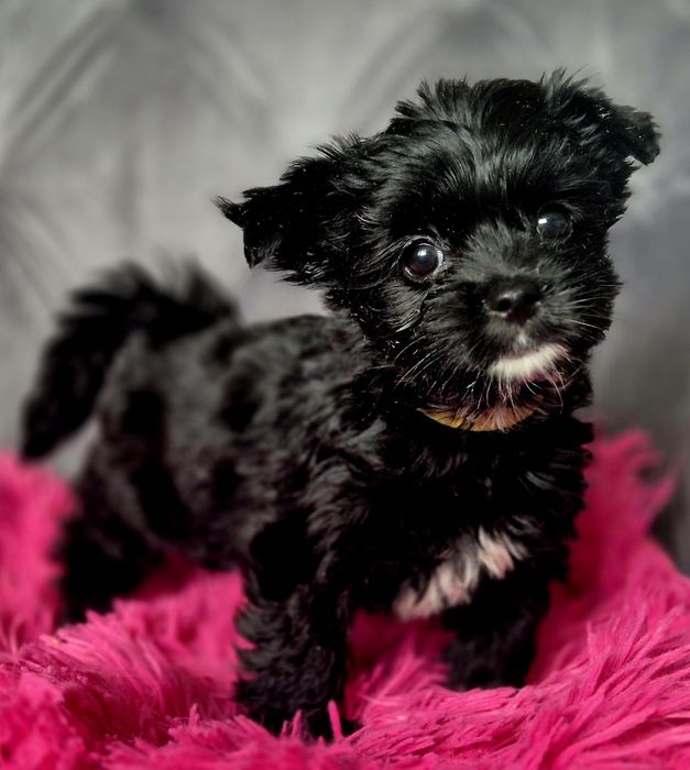 Yorkshire Terrier