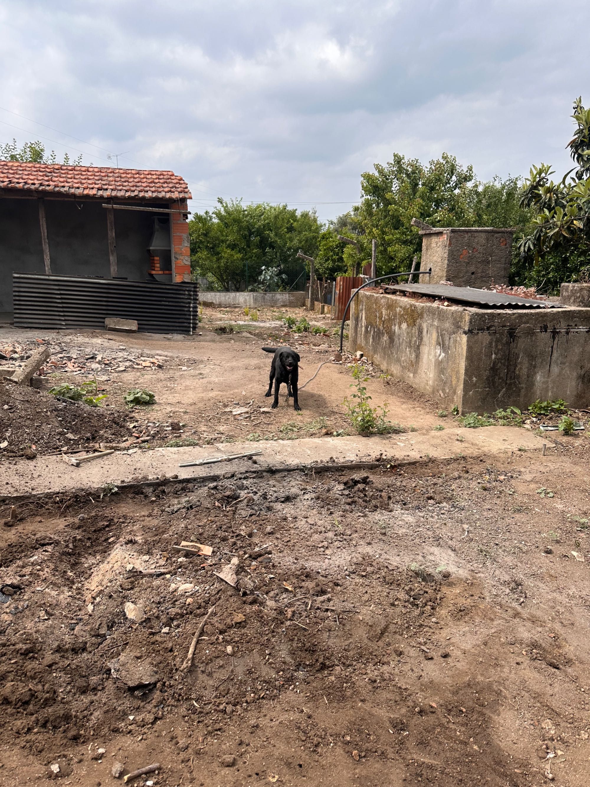 Cão cruzado com labrador