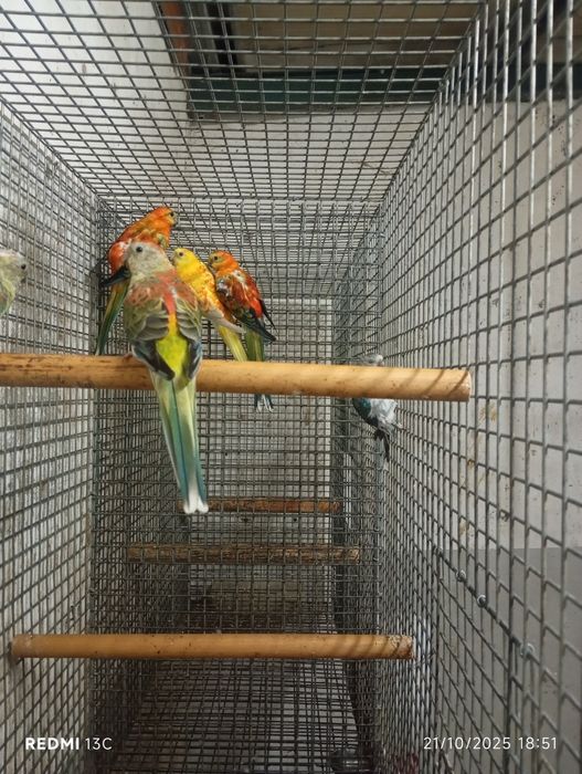 3 casais de red ramps