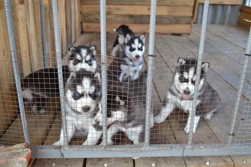 Продам Сибірський хаскі