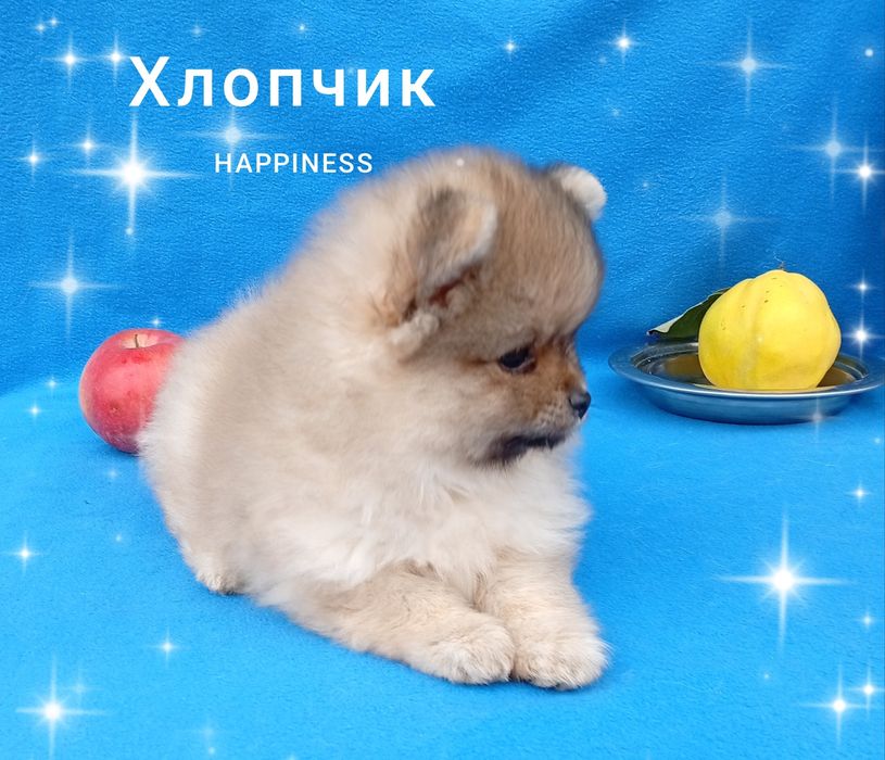 Шпіц хлопчик непосида