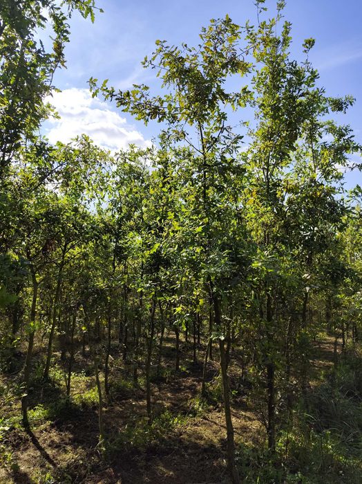 Dąb zwyczajny, Quercus robur, obwód pnia 8-10 cm