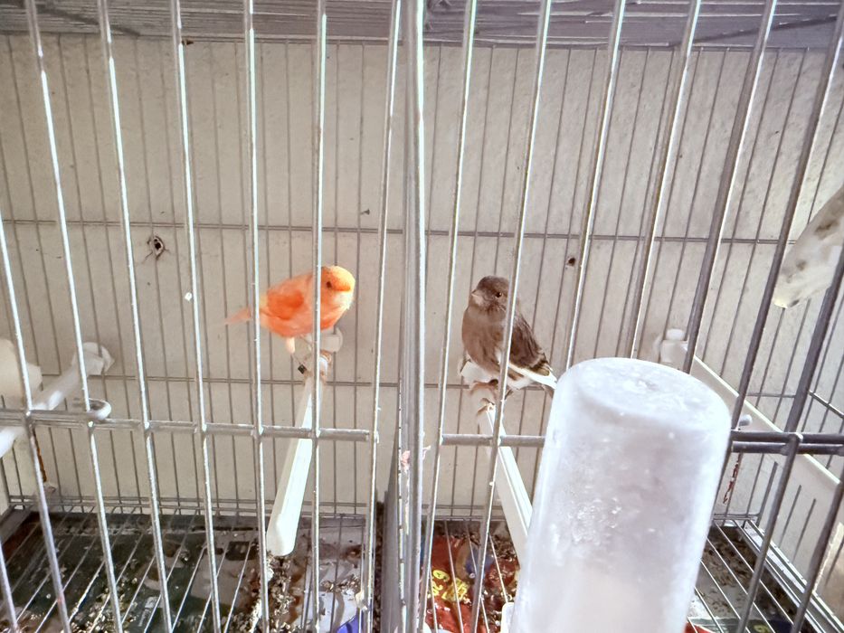 Casal de canarios 2025