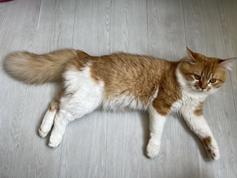 Вязка кот шотландский скотиш страйт