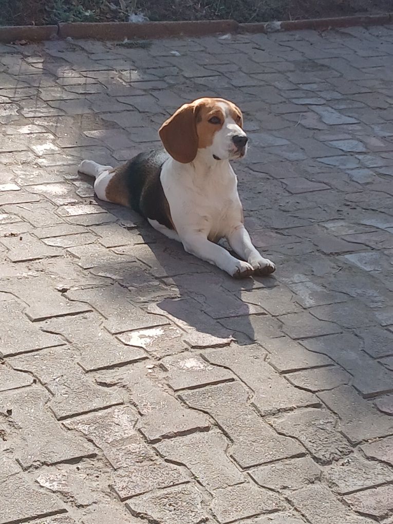 Oddam w dobre ręce psa rasy Beagle