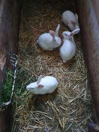 Młode króliki (samice) - Termondzki Biały