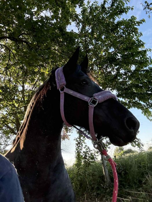 Sprzedarz pięknego Fryza