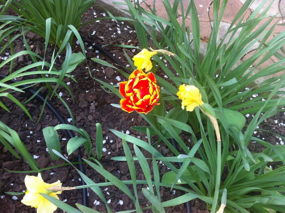 Продам по супер цене участок на Фонтане ,возле моря!!