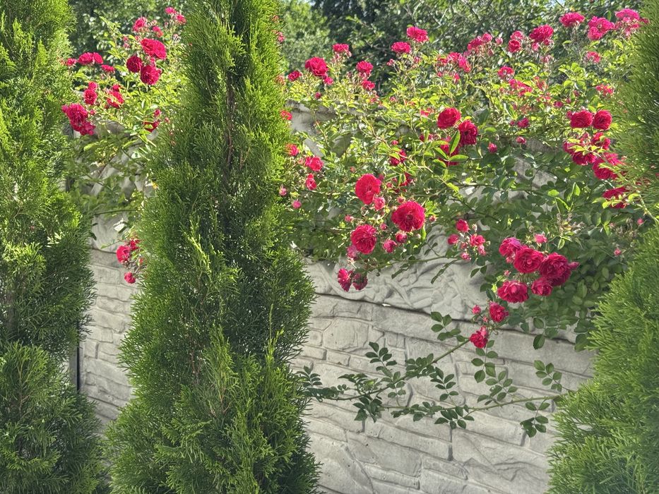 Роза плетистая розовая