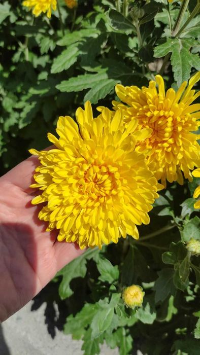 хризантема корейская