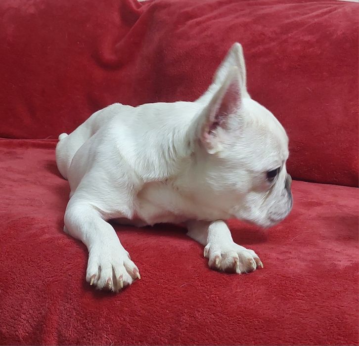 Платинова франечка