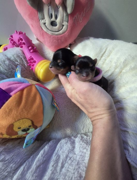 Suczka mini klasyczna Lucy