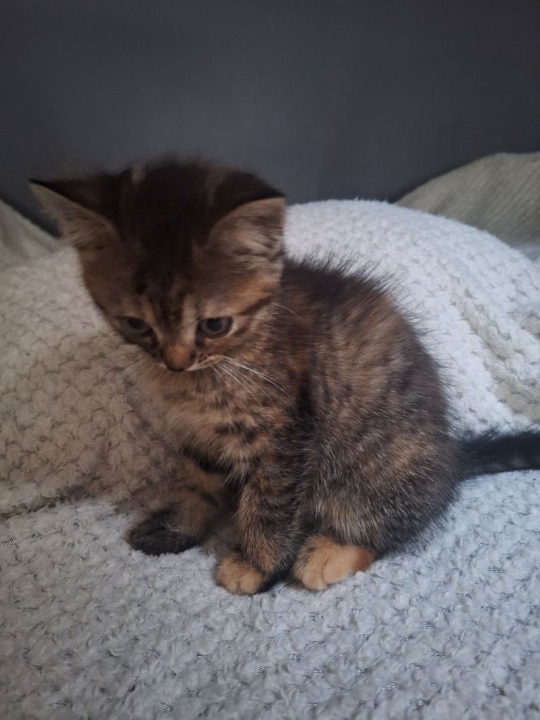 koty do adopcji po Persie mamie