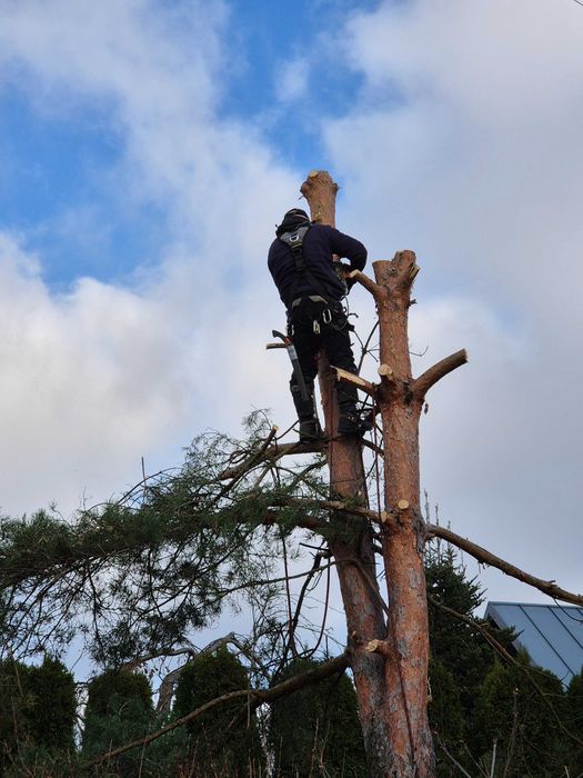 Wycinka Drzew I Pielęgnacja Zieleni I Usługi Rębakiem I Frezowanie Pni