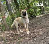 Sunia, 2 lata, 14 kg, Olsza, adopcja za darmo