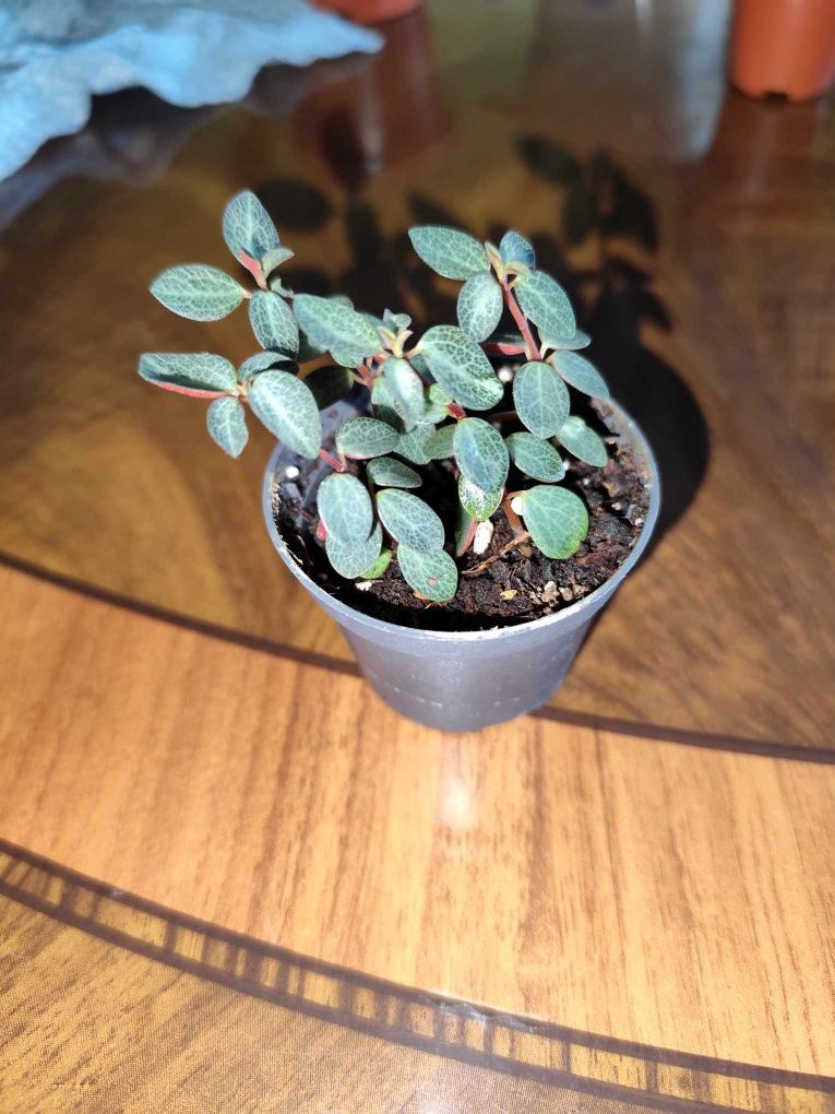 Peperomia Verticillata red log