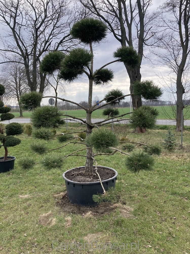 Bonsai - Sosna Czarna - Pinus Nigra - dużo gęstych "chmurek"  - 250 cm