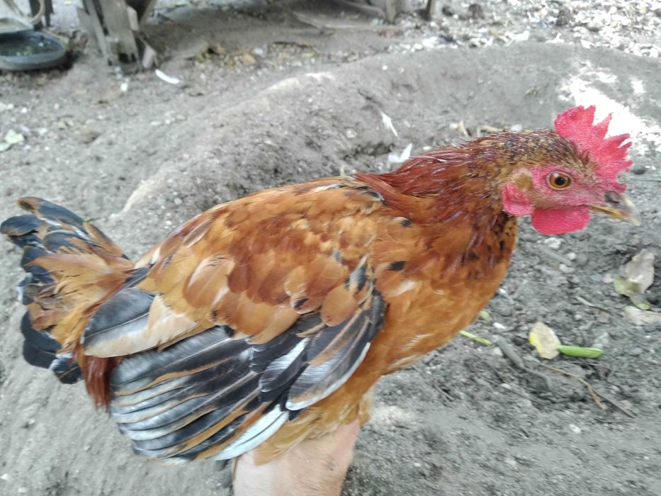 Garnizes crescidos Machos