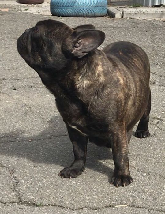 Вязка вʼязка французкий французький  бульдог