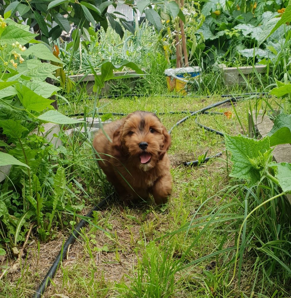 Cockapoo. Chłopczyk Kaspar. Hybryda. Cocker Spaniel Angielski/ pudel m