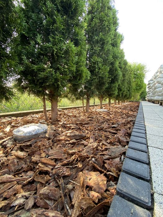 Kora Sosnowa 80L SORTOWANA | Koło i okolice | Darmowa dostawa