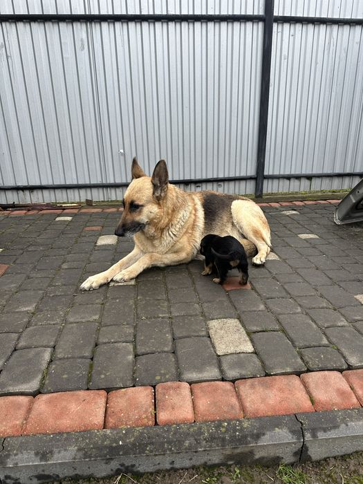 Німецькі вівчарки супер цуценята,вірні охоронці.