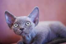 Kotka devon rex niebieski point po championie