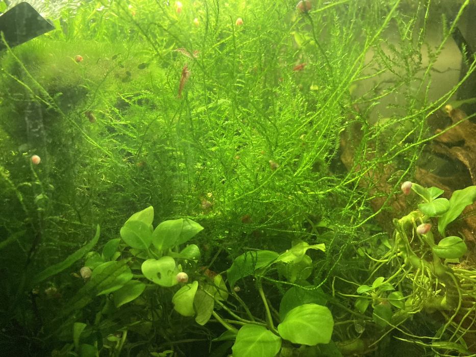 Mech X duża ilość