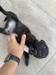 Staffordshire bull tierrier uk