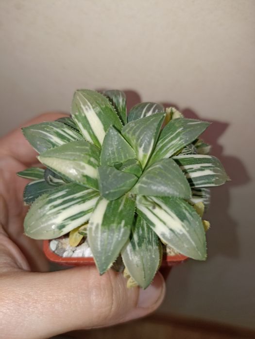 Haworthia heidelbergensis variegated
