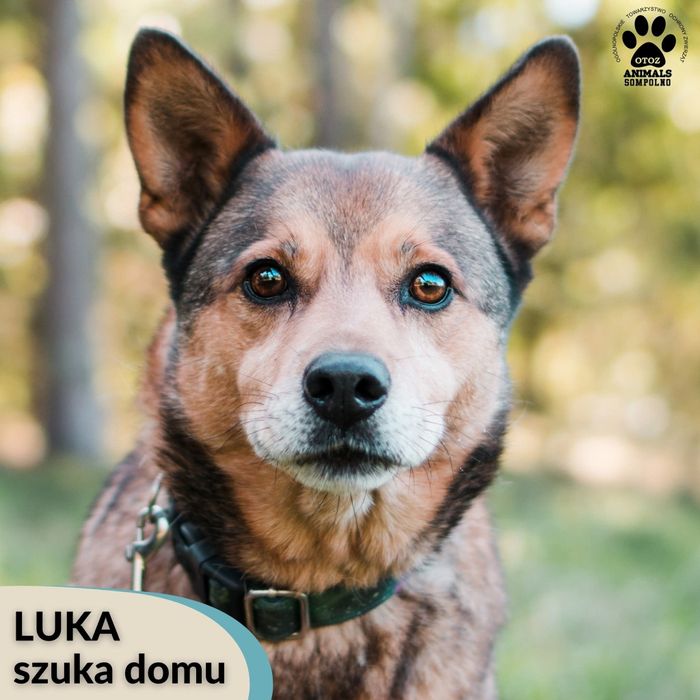 8 letni Luka szuka domu!