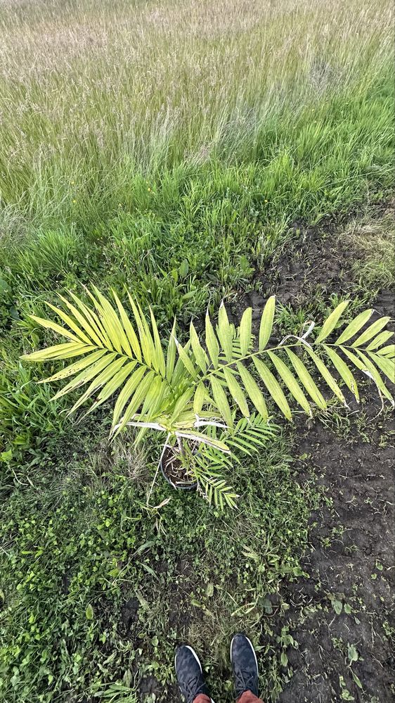 Palmeira Chamaedorea pochutlensis