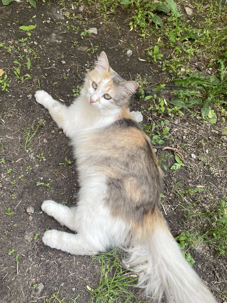 Кошка кішка безкоштовно бесплатно  кот