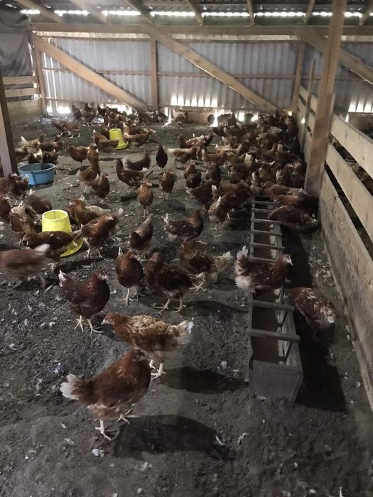 Молодка куры несушки