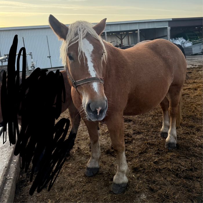 Klacz zimnokrwista w typie sztumskim, sztum