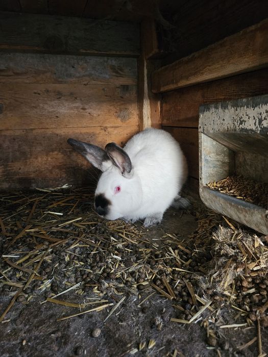 Królik kalifornijski czarny samiec