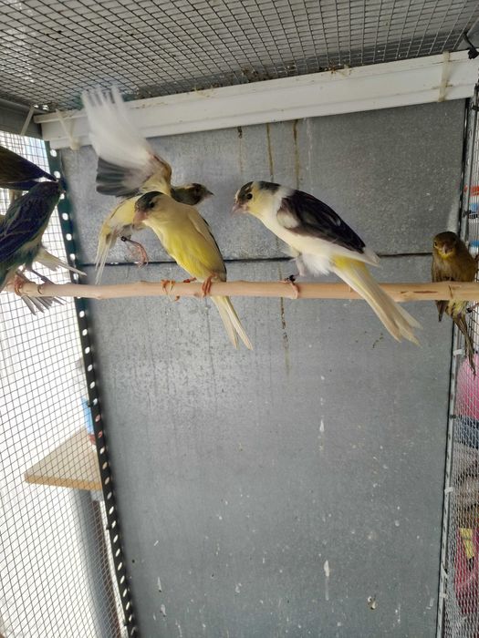 Canários llarguet espanhol