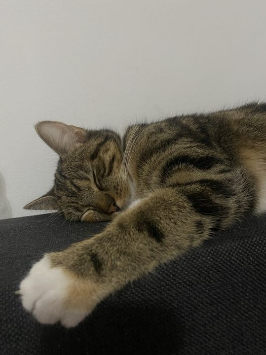 Oddam kota Dobrzy ludzie