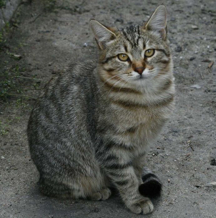 Віддам котиків 4-6 місяців, дівчатка