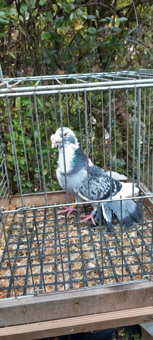 Gołębie staropolskie