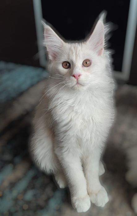 Srebrzysty Kocurek Maine Coon z Rodowodem Fpl