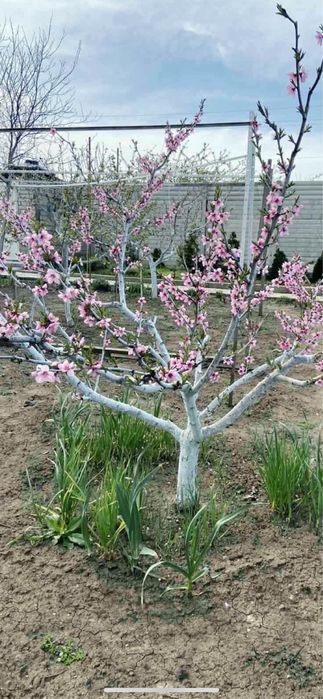 Услуги садовника уборка территории обрезка сада газон хвойные розы