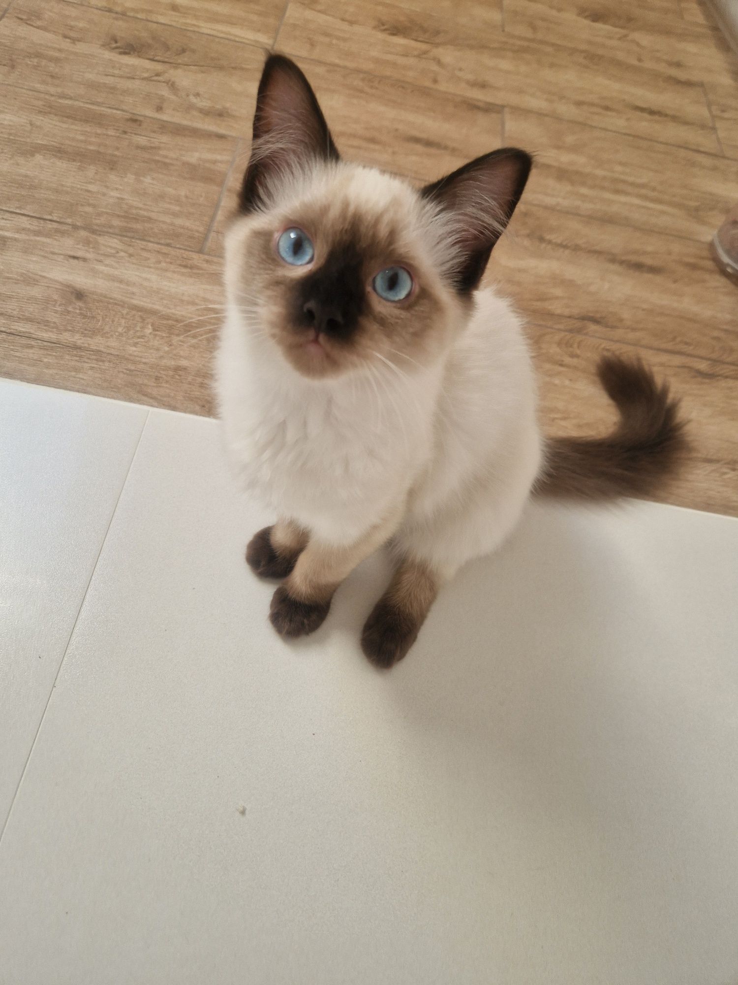 Kocurek kotki Ragdoll rodowód FPL