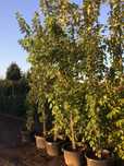 Klon srebrzysty 'Acer saccharinum' Wys. Ok 300cm Pojemnik 65l