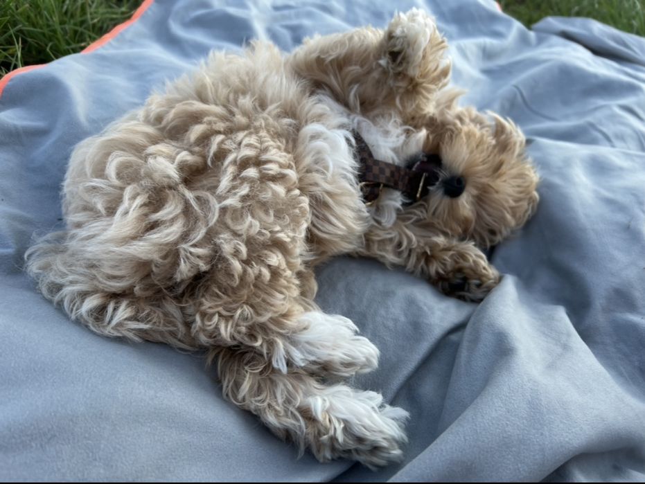 Luksusowe szelki guard dla psa Royal Puppy XS brązowe kolekcja Kylie