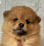 Malutki Piesek Pomeranian Szpic miniaturowy