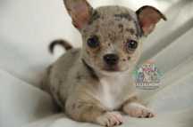 Chihuahua dziewczynka *LILI* suczka merle *DO ODBIORU*
