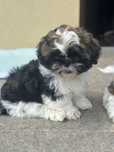 Shih tzu piesek Marcel gotowy na nowy domek.